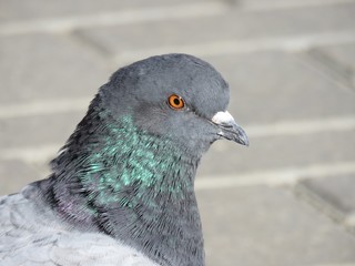 голубь, птицы
