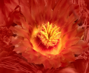 Orange Barrel Cactus Flower Close Up Desert Bloom