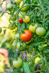 Tomatoes in the garden,Vegetable garden with plants of red tomatoes. Ripe tomatoes on a vine, growing on a garden. Red tomatoes growing on a branch.
