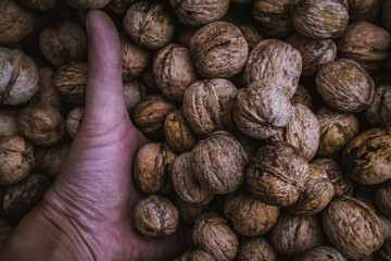 walnuts in hand