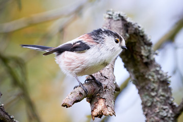 Long-tailed Tit (Aegithalos caudatus) Singing from a branch