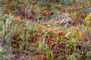 клюква уральская