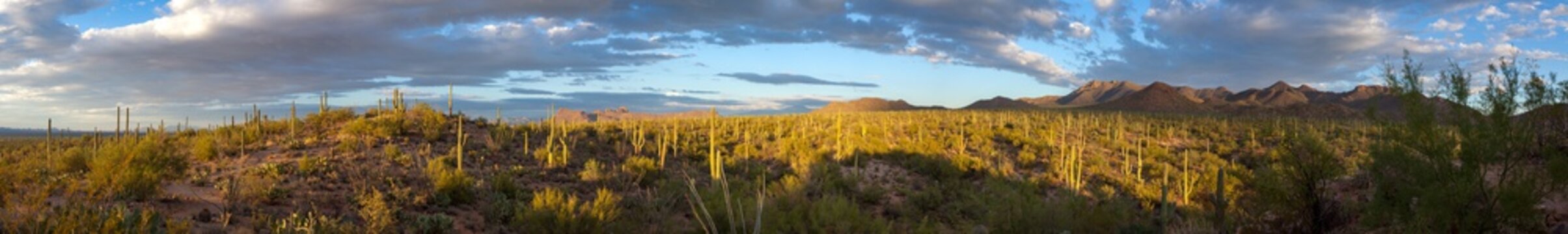 Saguaro National Park American Southwest Sonoran Desert Panorama
