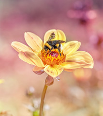 A Bumblebee Collects Pollen on A Single Yellow Flower On A Meadow in Germany