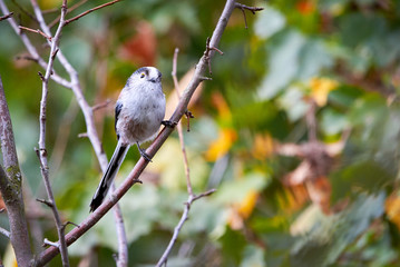 Long-tailed Tit (Aegithalos caudatus) Singing from a branch