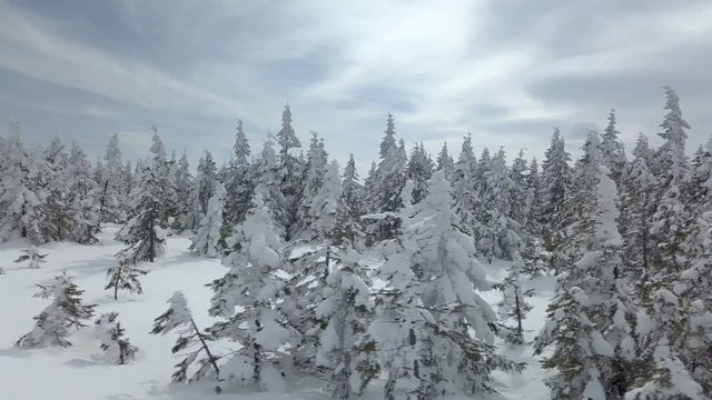 Fly over snowy forest in sunny winter