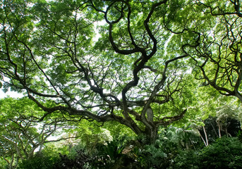 Hawaii Waimea Valley