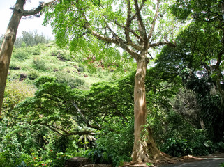 Hawaii Waimea Valley
