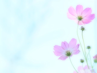 青空とふんわりコスモス