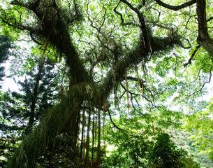 Obraz premium Hawaii Waimea Valley