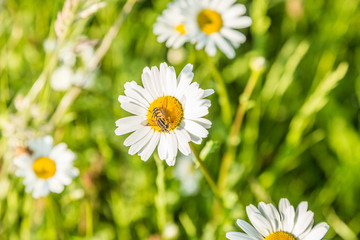 Obraz na płótnie Canvas Close up flowering White Daisy, Leucanthemum vulgare synonymous Chrysanthemum leucanthemum, with Hoverfly, Helophilus pendulus, in yellow flower heart against background blur