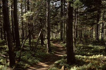 Obraz premium trees in the forest