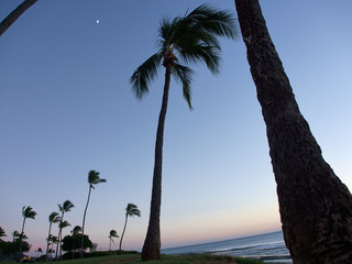 Fototapeta na wymiar Hawaii Maili Beach Park