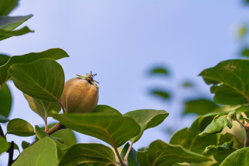Young fruit of a quince on a tree against a blue sky. Apple quince on the tree. Closeup, selective focus