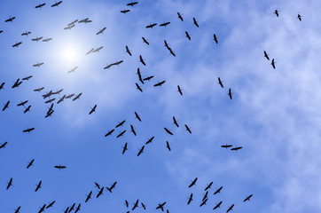 Crane birds on their flight to the South form a swarm formation