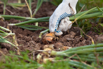 hand pulls out a ripe bulb of onion