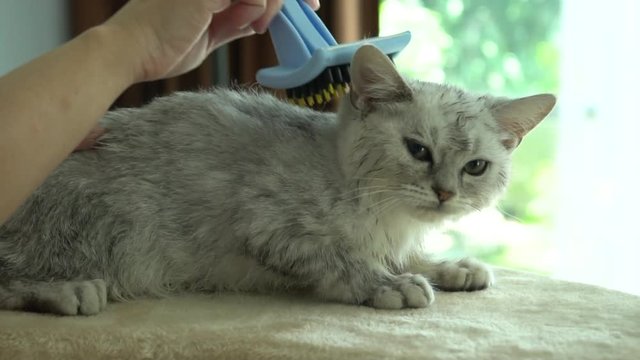 Owner is grooming the fur of cute kitten after shower with hair dryer slow motion 