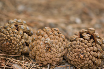 Forest. Green trees. A park.