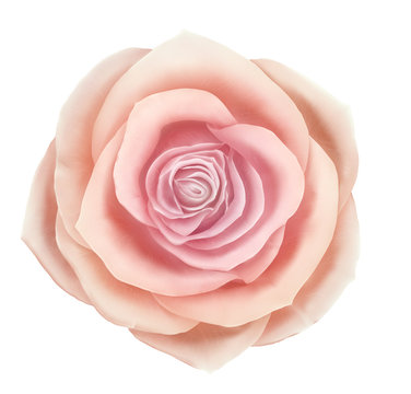 Vector beautiful pink rose floral decorative element. Photo realistic flower icon isolated on white background