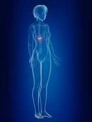 3d rendered medically accurate illustration of a females painful adrenal glands