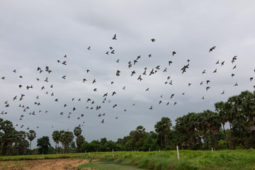 View of the Sugar palm tree in a paddy field and Birds are flying
