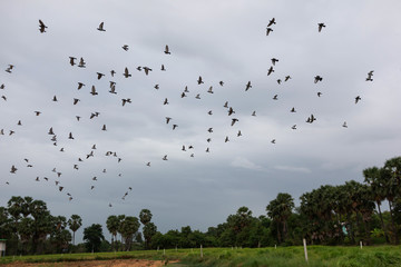 View of the Sugar palm tree in a paddy field and Birds are flying
