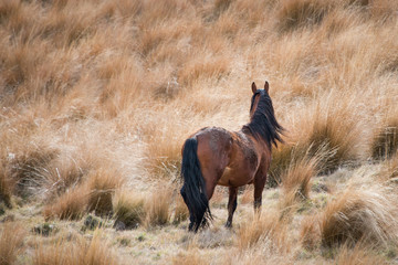 Elegant Wild Kaimanawa horse standing amongst the tussocks