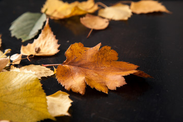 Autumn leaves on a background of ebony