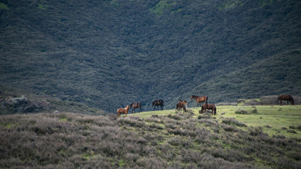 Wild horses in the Kaimanawa mountain ranges, Central Plateau, New Zealand