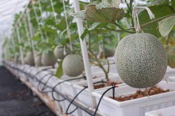 fresh big green Melon Fruit in garden
