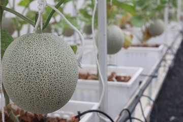 fresh big green Melon Fruit in garden
