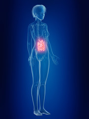 3d rendered medically accurate illustration of a females painful intestine