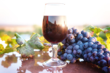 Glass of red wine with bunch of blue grapes and vine, sunny natural organic agricultural background