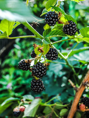 Berries of Blackberry in the garden