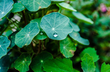 Leaves of Nasturtium in the garden