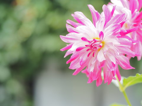 美しいピンクのダリアの花