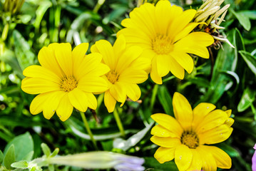 Yellow Gazania in the garden