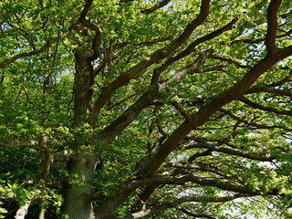 Big forest garden trees nature green wood