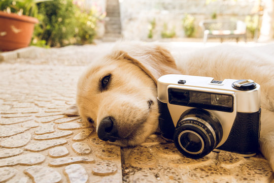Old camera and puppy dog outdoors.Portrait of an adorable puppy