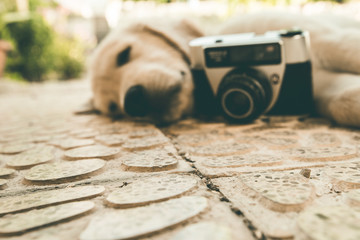 Old camera and puppy dog outdoors