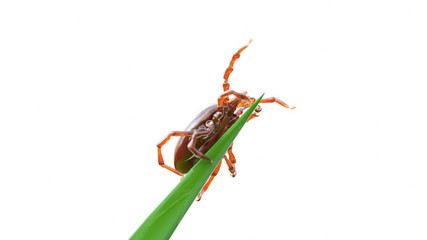 3d rendered illustration of a tick waiting on a grass blade