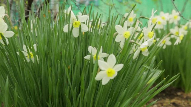 Narcissus flowers growing in garden