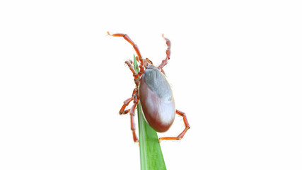 3d rendered illustration of a tick waiting on a grass blade