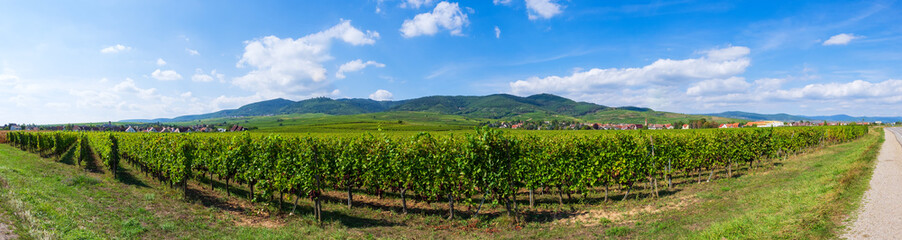Panorama mit Weinbergen im Elsass und den Vogesen im Hintergurnd