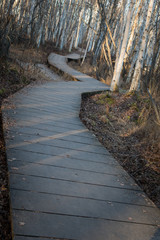 Forest path