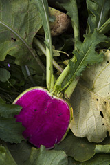 コウシンダイコン