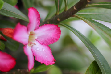 Obraz premium Azalea flowers are colorful flowers. Can grow and tolerate high drought