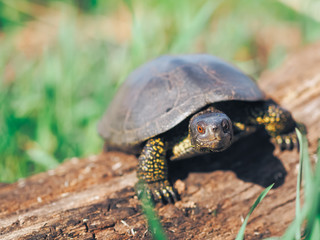 Turtle walking at the green grass