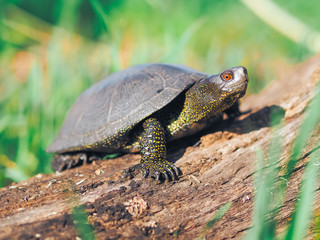 Turtle walking at the green grass
