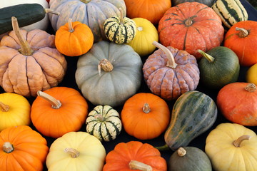 Pumpkins and  squash.
